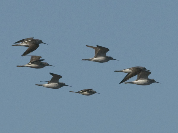 Lampiviklo, Marsh Sandpiper, Tringa stagnatilis